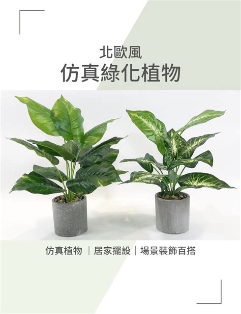 植物擺飾|居家植物天堂